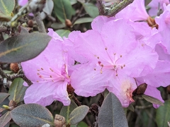 Rhododendron ponticum