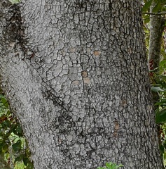 Gmelina leichhardtii