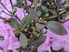 Rhododendron ponticum