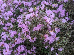 Rhododendron ponticum
