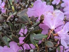 Rhododendron ponticum