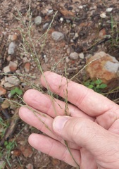 Eragrostis parviflora