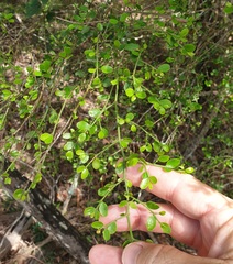 Everistia vacciniifolia nervosa