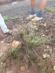 Eragrostis parviflora