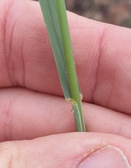 Eragrostis parviflora