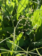Dichanthelium leibergii