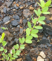 Chamaecrista rotundifolia