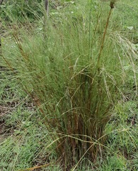 Austrostipa ramosissima