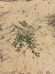 Astragalus sericeocanus