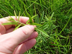 Desmodium sessilifolium