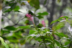 Palicourea angustifolia