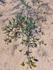 Astragalus sericeocanus