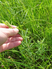 Desmodium sessilifolium