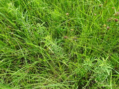 Desmodium sessilifolium