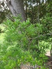 Toechima tenax
