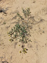 Astragalus sericeocanus