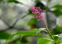 Palicourea angustifolia