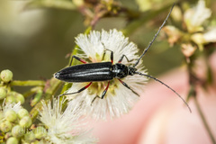 Stenosphenus sobrius