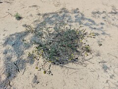 Astragalus sericeocanus