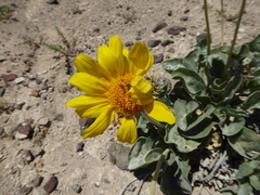 Enceliopsis nudicaulis