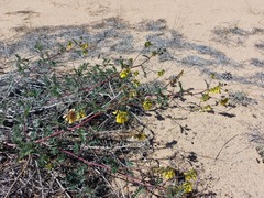 Astragalus sericeocanus