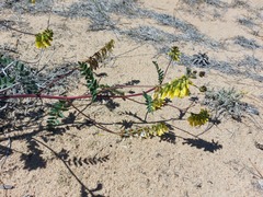 Astragalus sericeocanus