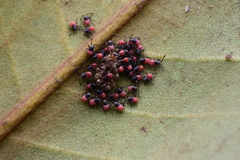 Stenomacra marginella