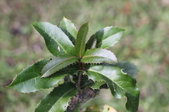 Corynocarpus rupestris