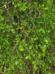 Everistia vacciniifolia nervosa