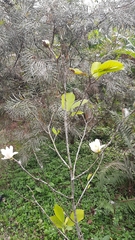 Magnolia denudata