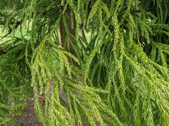 Cryptomeria