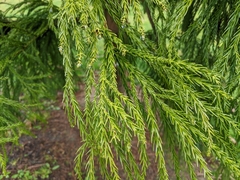Cryptomeria