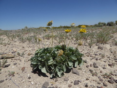 Enceliopsis nudicaulis