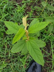 Sida hackettiana