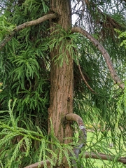 Cryptomeria