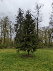 Cryptomeria
