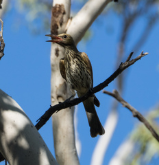 Oriolus sagittatus affinis