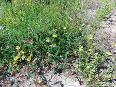 Astragalus propinquus