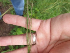 Austrostipa ramosissima