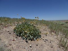 Enceliopsis nudicaulis