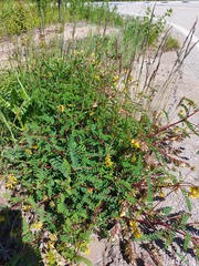 Astragalus propinquus