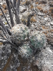 Coryphantha cornifera