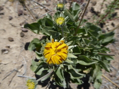 Enceliopsis nudicaulis