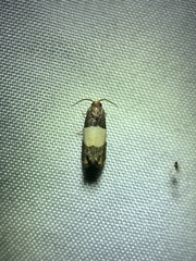 Epiblema tripartitana