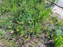 Astragalus propinquus