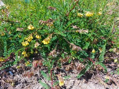 Astragalus propinquus