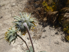 Enceliopsis nudicaulis