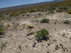Enceliopsis nudicaulis