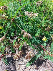Astragalus propinquus