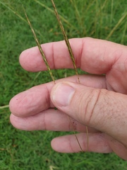 Bothriochloa decipiens